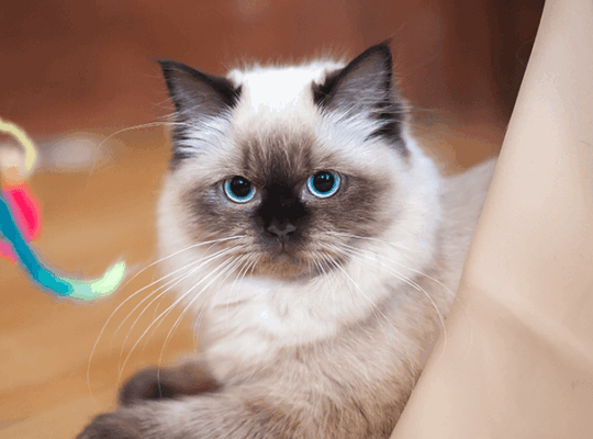 Breeder Ragdolls White cat